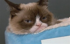 Grumpy_Cat_3000663b